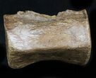 Thescelosaurus Caudal Vertebrae - Montana #34644-1
